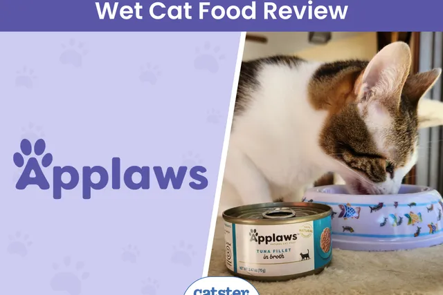 Applaws Limited Ingredient Wet Cat Food Review 2026: How I Supplemented My Cats Diet