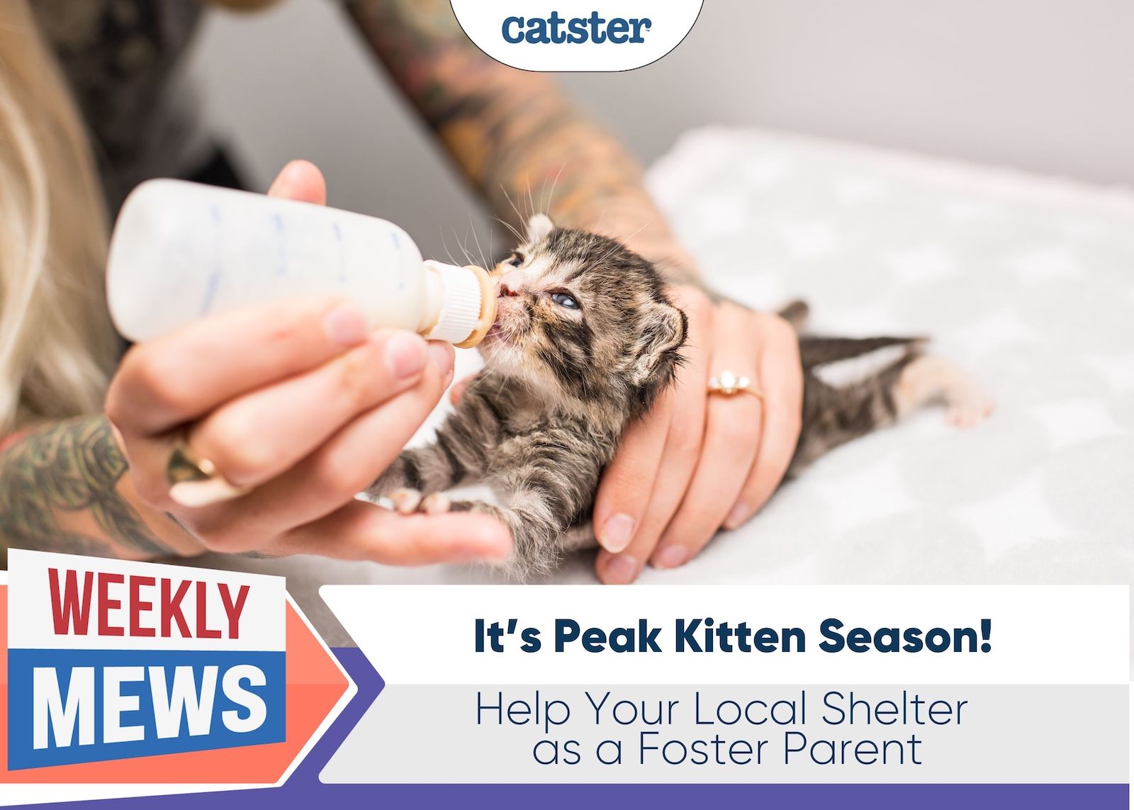 Weekly Mews Kitten season foster