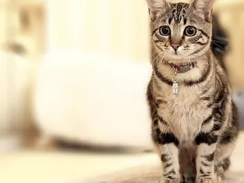 How to Teach a Cat to Sit: Step-by-Step Guide