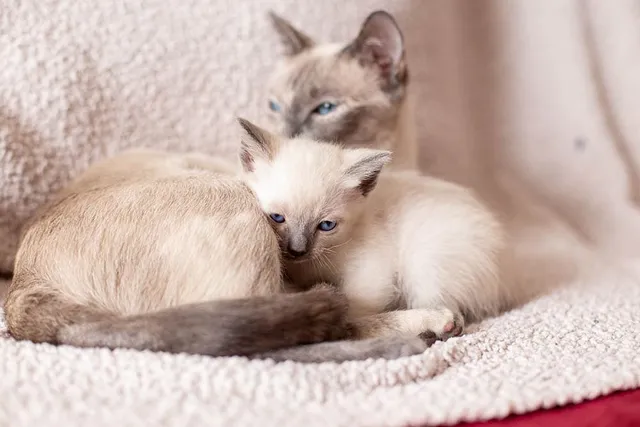 Siamese Kittens for Sale in Arkansas: Breeders List 2026