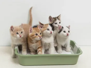 Can Cats Share a Litter Box? Vet-Reviewed FAQ & Tips
