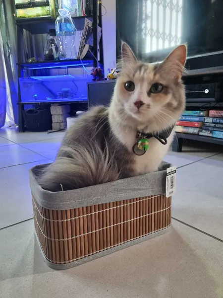 Cats really think WE’RE the weird ones?!
