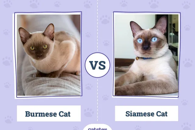Burmese vs. Siamese Cat: What’s the Difference? (With Pictures)