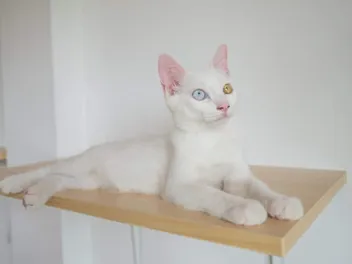 8 Best Cat Shelves in 2026: Reviews & Top Picks