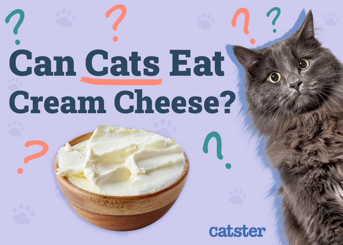 Can Cats Eat Cream Cheese