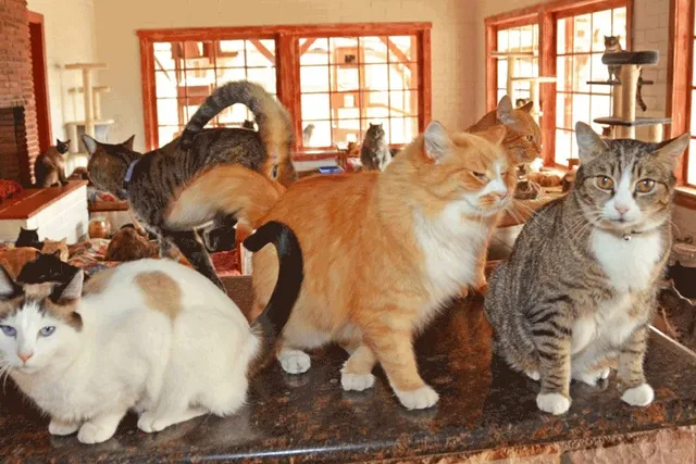 A Hollywood Actor Chose Animals Over Acting 43 Years Ago to Found D.E.L.T.A. Rescue