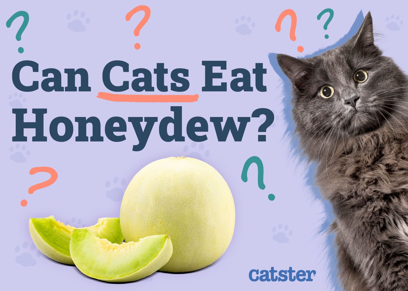 Can Cats Eat Honeydew