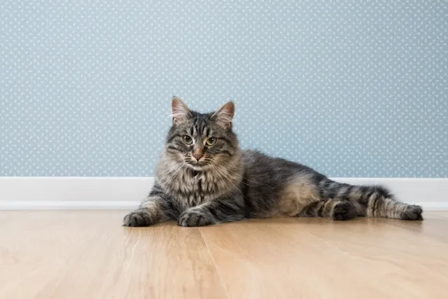 Arthritis in Cats – Vet Approved Causes, Signs & Treatments