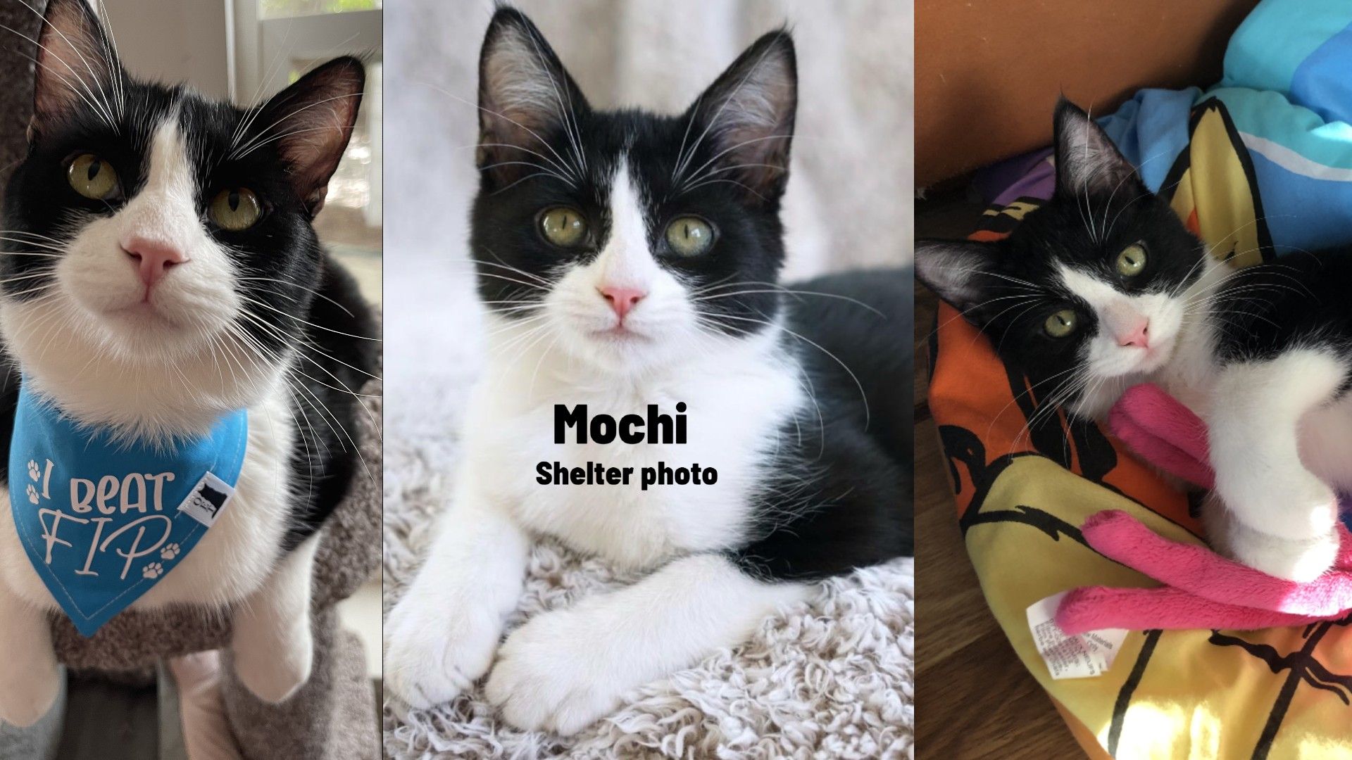 When Healing Goes Both Ways Mochi Fight Against FIP and the Strength We Found Together 3