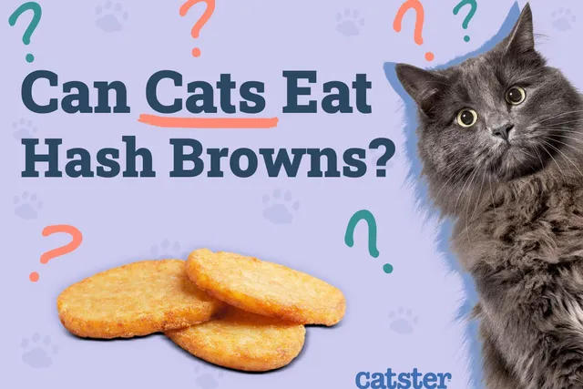Can Cats Eat Hash Browns? Vet-Reviewed Facts & FAQ