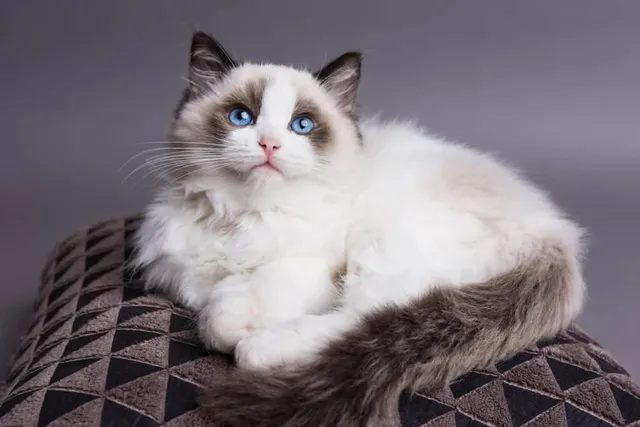 How Much Does It Cost to Own a Ragdoll Cat? 2026 Price Guide