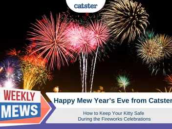 Happy Mew Year's Eve From Catster! Keeping Your Kitty Safe During the Fireworks