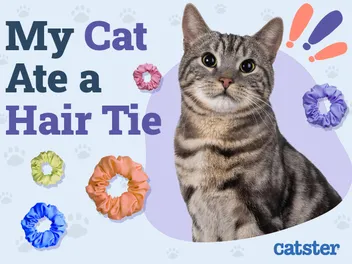 My Cat Ate a Hair Tie! Here's What to Do (Vet Answer)