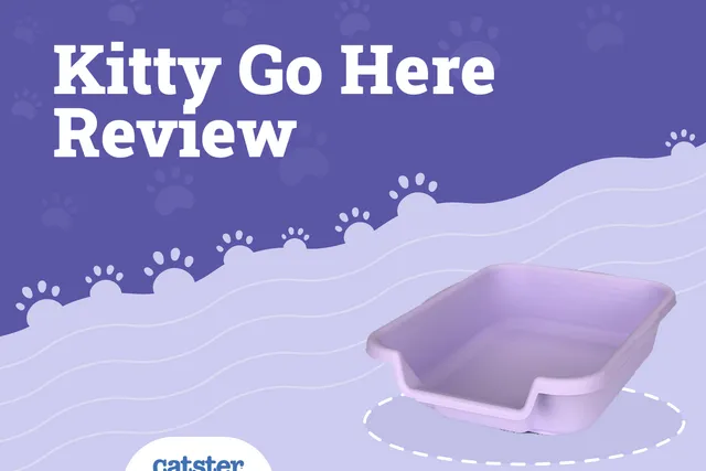 Kitty Go Here Cat Litter Box Review in 2026 - Pros, Cons, FAQ & Verdict