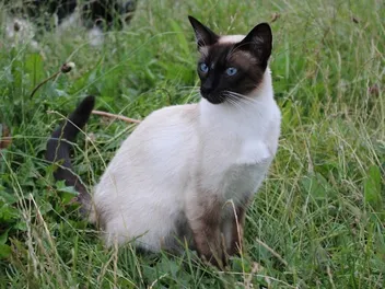 Chocolate Point Siamese Cat: Info, Pictures, Traits & More