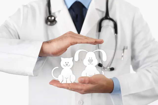 What Is the Cost of Pet Insurance in 2026? Complete Price Guide