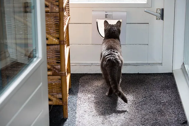 How to Keep Cats from Going Outside: 5 Vet-Approved Ways