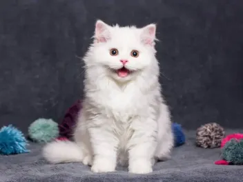 Is Your Cat Happy? Here’s How You Can Tell