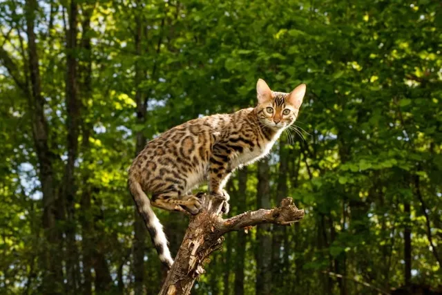 20 Interesting & Unique Bengal Cat Facts (2026 Update)