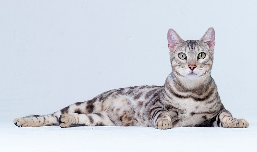 Adult Silver Bengal Cat lying down