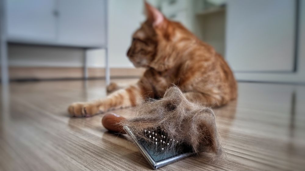pet hair brush with pet fur clump after grooming cat on the floor