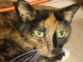How Long Does a Cat Take to Recover From Jaundice? Our Vet Answers