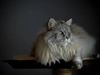 Silver Maine Coon Cat Breed Info: Pictures, Temperament & Traits