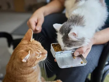 Why Do Cats Like to Be Pet While Eating? 6 Vet-Reviewed Reasons