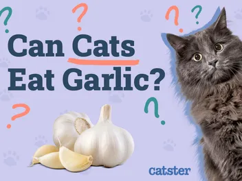 Can Cats Eat Garlic? Vet-Reviewed Risks & FAQ