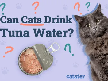 Can Cats Drink Tuna Water? Vet Reviewed Facts & Consideration