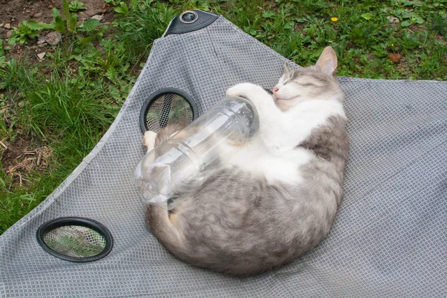 Why Do Cats Like Crinkly Things? 5 Possible Reasons & Risks
