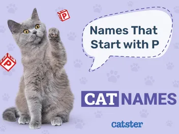 80 Cat Names That Start With P for Your Amazing Pet