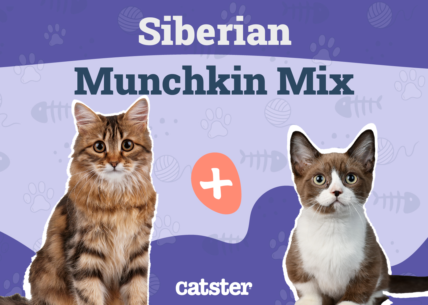 Siberian Munchkin Cat Mix