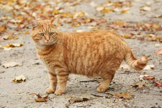 How to Tell If a Stray Cat Is Pregnant? 10 Vet-Approved Signs
