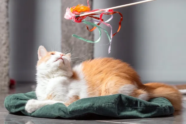 10 Amazing DIY Cat Wand Plans You Can Create at Home (With Pictures)