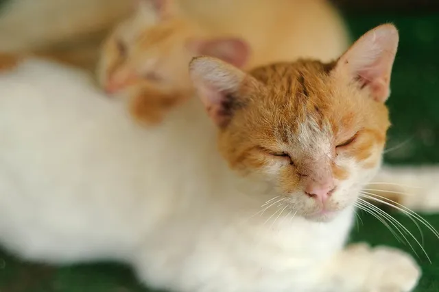 Treating Ear Mites in Cats: Vet-Approved Tips & Tricks