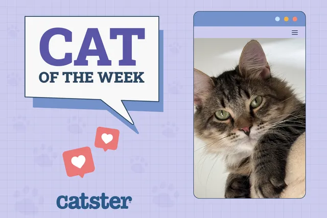 Catster Photo Contest: Cats of the Week Winners (Feb 13, 2025)