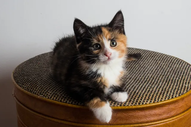 2-Month-Old Kitten: What to Expect & How to Care For Them