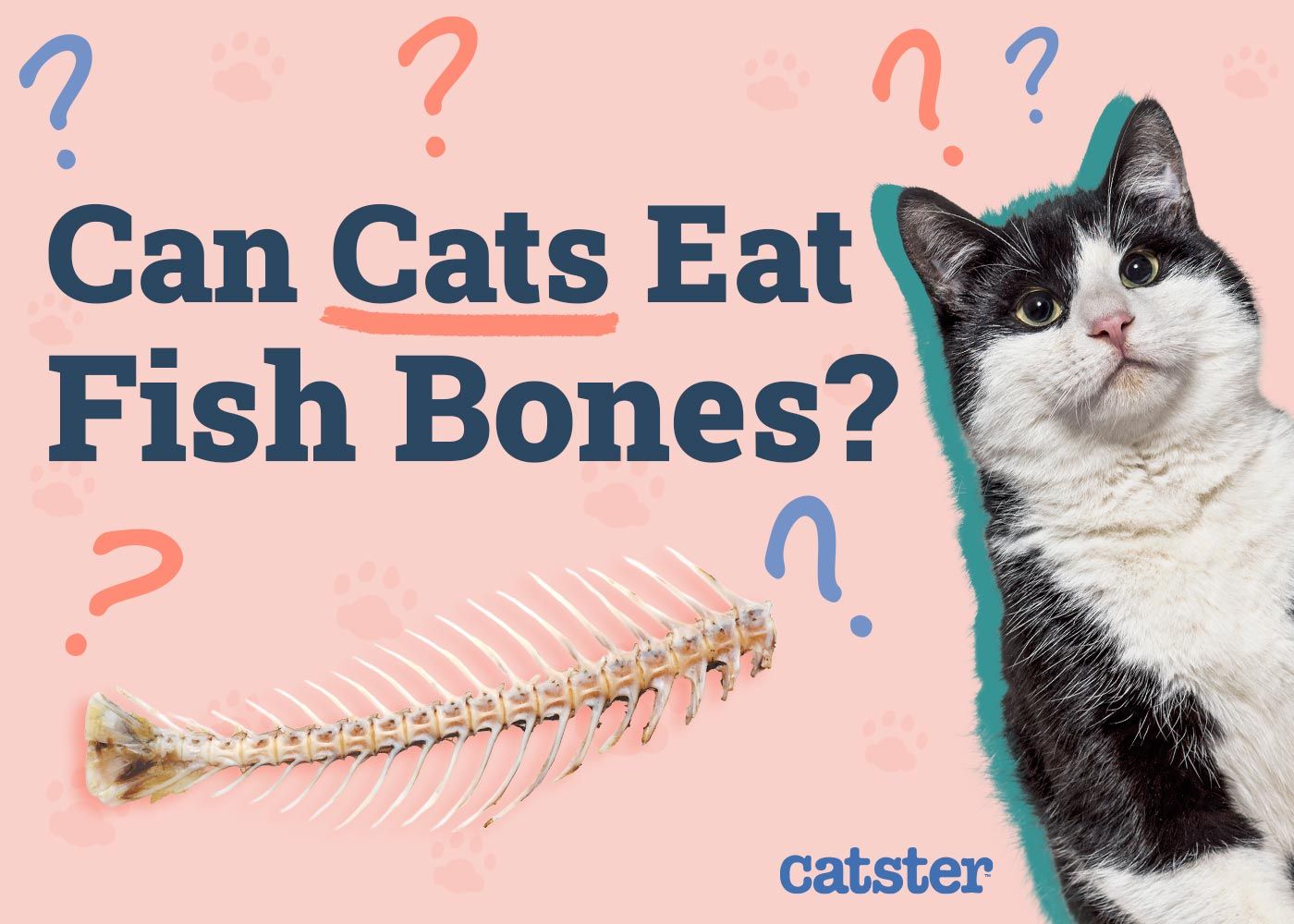 Can Cats Eat Fish Bones