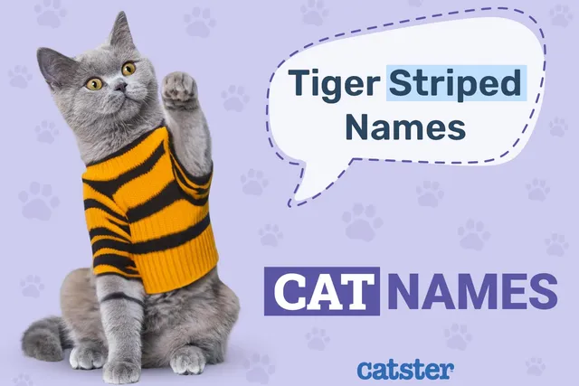 200 Tiger-Striped Cat Names: Ideas for Unique & Exotic Cats