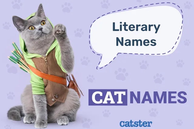 240+ Literary Cat Names: Great Ideas for Your Storied Cat