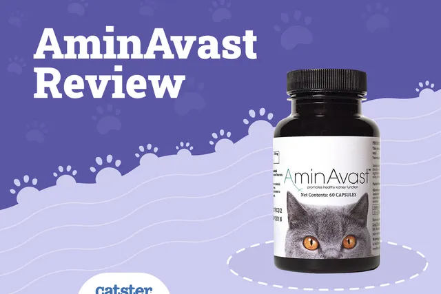 AminAvast® For Cats 2026 Review: Our Vet Discusses Pros, Cons & How it Promotes Healthy Kidney Function