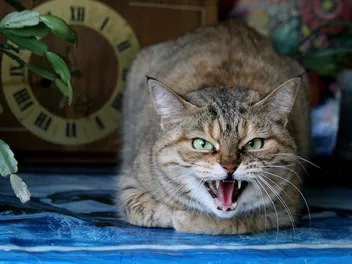 Play Aggression in Cats: Vet-Approved Signs, Causes & Solution