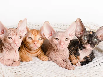 Sphynx Kittens for Sale in Illinois: Breeders List 2026