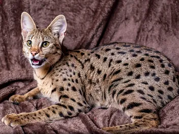 15 Savannah Cat Colors & Patterns (With Info & Pictures)