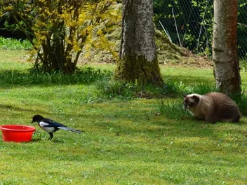 The Cats-Kill-Wildlife Conundrum: Exploring a Common Issue
