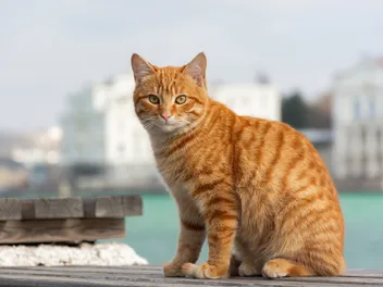 15 Fascinating Facts About Red Tabby Cats (Vet-Verified)