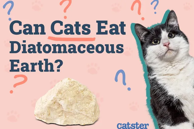 Can Cats Eat Diatomaceous Earth? Vet-Verified Safety Tips & Warnings