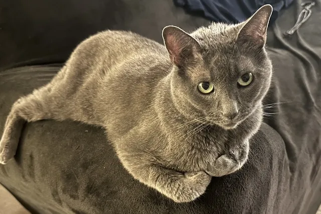 Why People Love to Talk About Their Cats: Olga’s Entertaining Nature