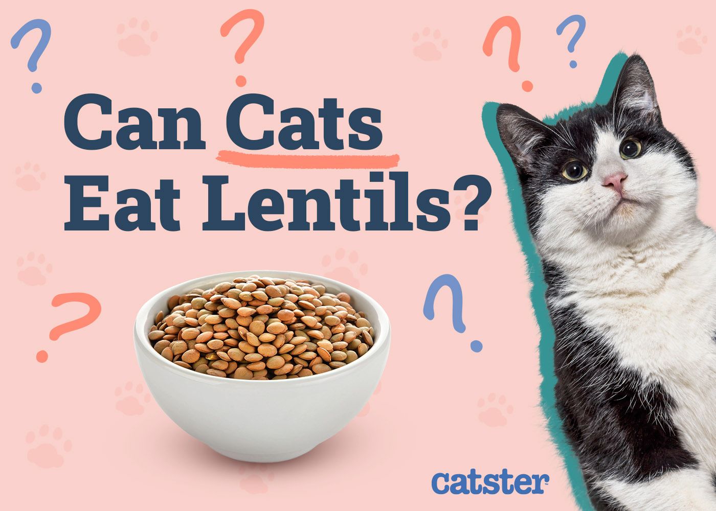 Catster_Can Cats Eat Lentils_v1_Dec 3 2024